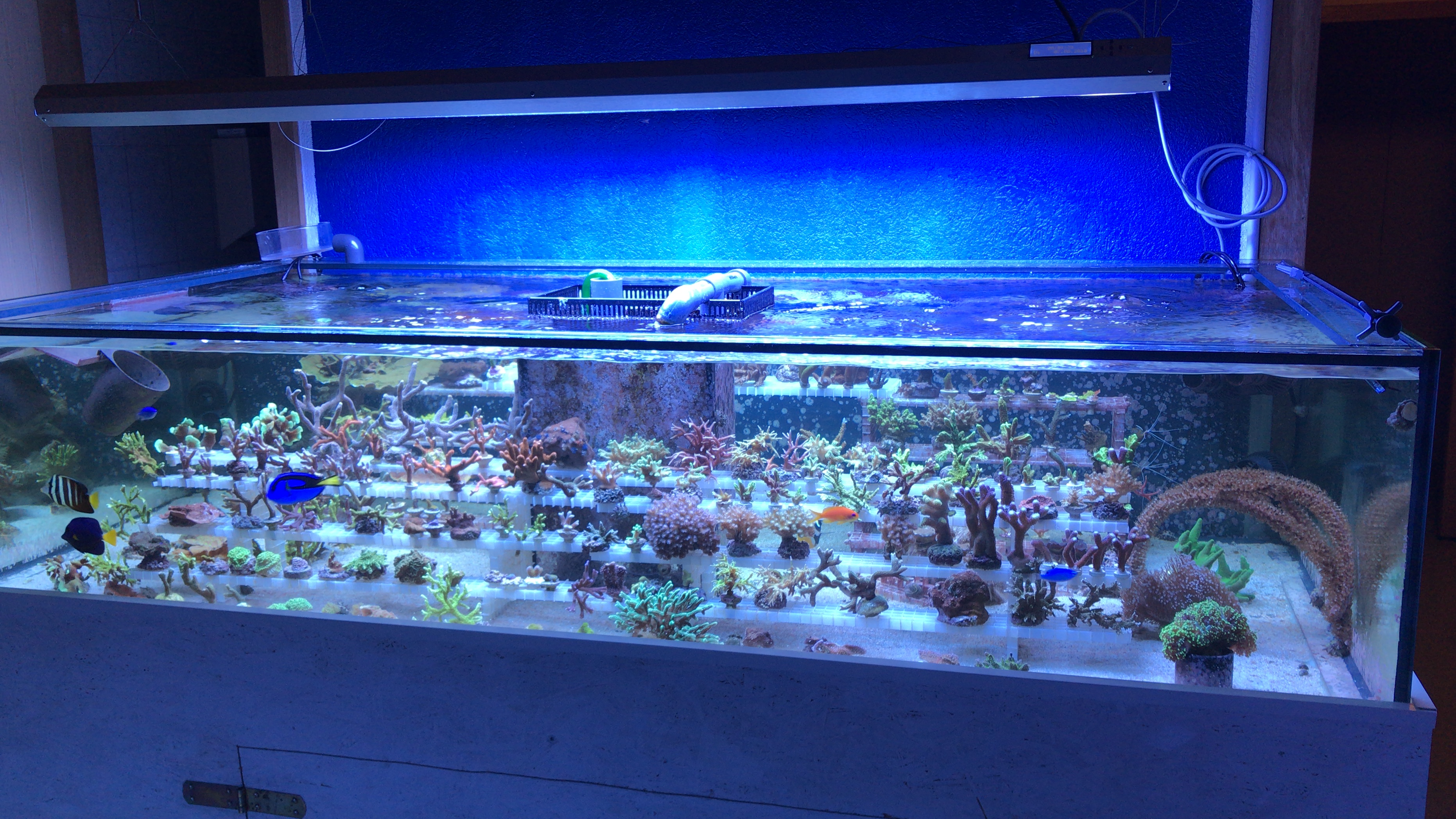 Meerwasseraquaristik Bern Aquarium Ocean2Go