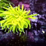 Euphyllia Glabrescens Holy Grayl White Tips