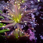 Euphyllia Glabrescens New Joker Torch