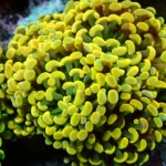 Euphyllia Parancora Holy Grail Head