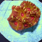 Acantastrea Rainbow Vietnam