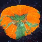 Acantastrea Maxima Warfire