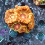 Acantastrea Lordhowensis Frag