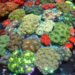 Aanthastrea lordhowensis multicolour