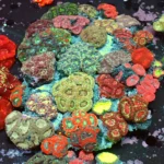 Aanthastrea lordhowensis multicolour