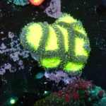Blastomussa Toxic Green