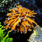 Euphyllia 24 K Australien Monsterhead