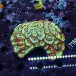 Symphyllia wilsoni Coral Extrem Rare