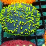 Black Fungia Chernobyl Tips