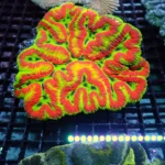 Symphyllia xl