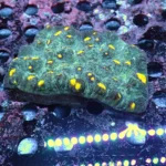 mycedium Golden Nugget