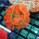 Acanthophyllia Baby rainbow