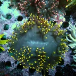 Black Catalaphyllia Yellow Tipps