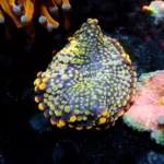 Ricordea Yuma Black Yellow