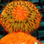 Fungia Rainbow