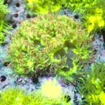 Catalaphyllia Yellow