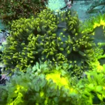 Black Catalaphyllia Yellow Tipps