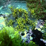 Black Catalaphyllia Yellow Tipps