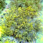 Black Catalaphyllia Yellow Tipps