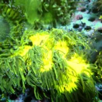 Catalaphyllia Yellow