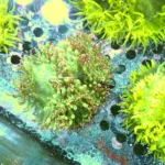 Catalaphyllia Pink Tips