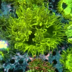 Catalaphyllia Yellow