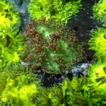 catalaphyllia Pink Tips