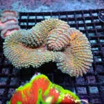 Lobophyllia Gold/Violett