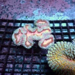 Lobophyllia