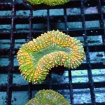 Lobophyllia Rainbow