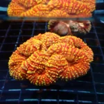 Symphyllia Golden