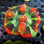 Wellsophyllia Multicolour