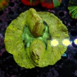 Wellsophyllia Green