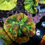 Wellsophyllia/Trachyphyllia Rainbow