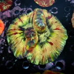 Wellsophyllia Multicolour