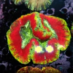 Wellsophyllia Multi