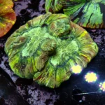 Wellsophyllia Green