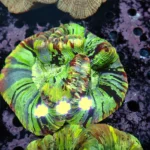 Wellsophyllia/Trachyphyllia Rainbow