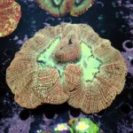 Wellsophyllia Multicolour