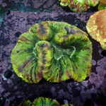 Wellsophyllia/Trachyphyllia Rainbow