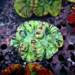 Wellsophyllia Green