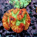 Wellsophyllia Multicolour
