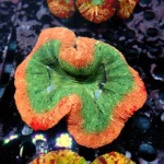 Wellsophyllia Multicolour