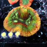 Wellsophyllia/Trachyphyllia Rainbow