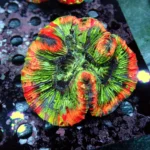 Wellsophyllia/Trachyphyllia Rainbow