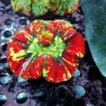 Wellsophyllia Multicolour