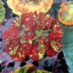 Wellsophyllia Multicolour
