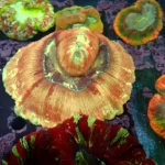Wellsophyllia Multi