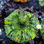 Wellsophyllia Green