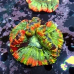 Wellsophyllia/Trachyphyllia Rainbow